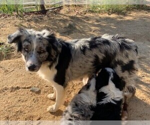 Mother of the Miniature Australian Shepherd puppies born on 03/05/2021