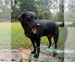 Small #3 Mutt