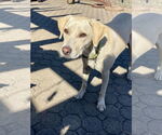 Small #2 Labrador Retriever Mix