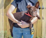 Small #1 Mutt