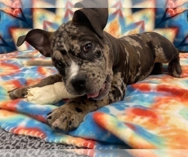 Medium Photo #1 American Bully Puppy For Sale in REESEVILLE, WI, USA