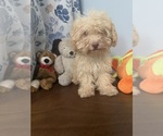 BichPoo puppies - Male Bichpoo Puppy for Sale - Photo #44