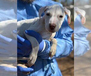 Labrador Retriever-Unknown Mix Dogs for adoption in New York, NY, USA