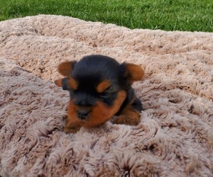Yorkshire Terrier Puppy for sale in LEOLA, PA, USA