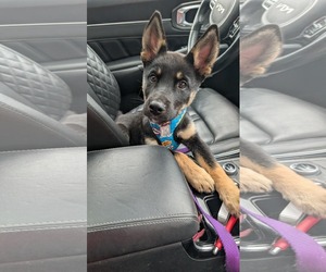 Gerberian Shepsky Dogs for adoption in Oro Medonte, Ontario, Canada