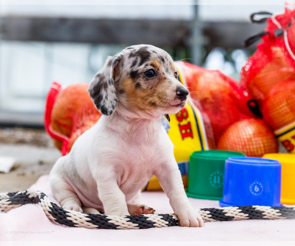 Medium Photo #8 Dachshund Puppy For Sale in WAKARUSA, IN, USA