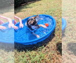 Small #1 Australian Shepherd-Rat Terrier Mix
