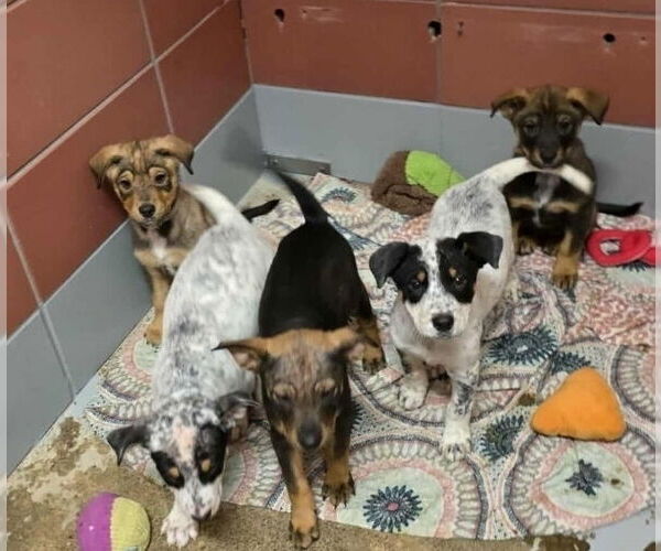 Medium Photo #3 Mutt Puppy For Sale in Lakewood, CO, USA