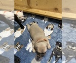 Small Photo #103 French Bulldog Puppy For Sale in TACOMA, WA, USA