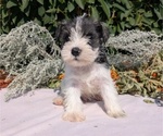 Small #1 Schnauzer (Miniature)