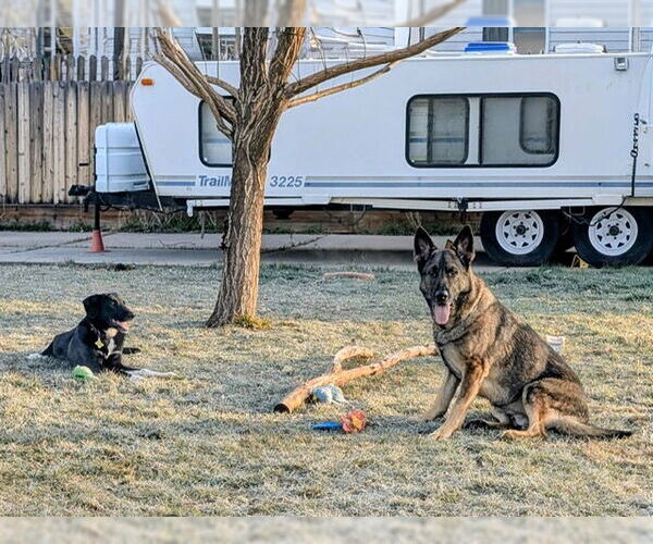 Medium Photo #6 Labrador Retriever-Unknown Mix Puppy For Sale in Sandy, UT, USA