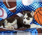 Small Photo #3 Siberian Husky Puppy For Sale in QUARRYVILLE, PA, USA