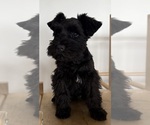 Small #3 Schnauzer (Miniature)