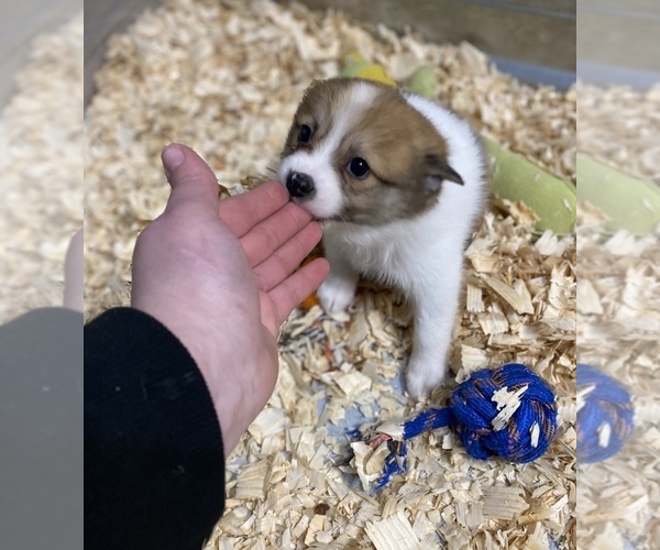 Medium Photo #5 Finnish Spitz-Pomeranian Mix Puppy For Sale in MONCLOVA, OH, USA