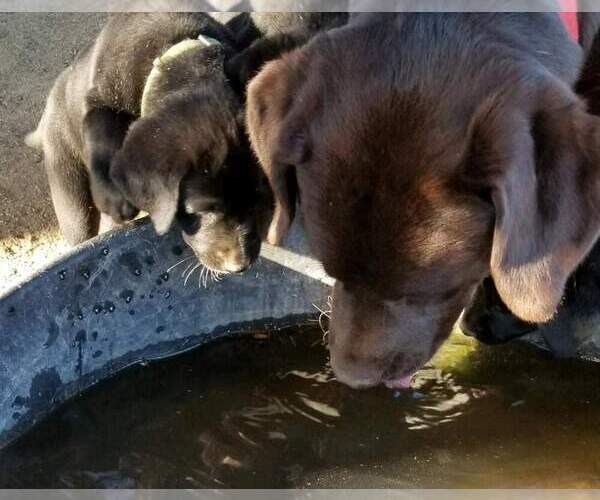Medium Photo #12 Labrador Retriever Puppy For Sale in ANZA, CA, USA