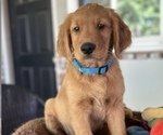 Puppy Dk Blue Collar Golden Retriever