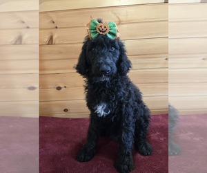 Poodle (Standard) Puppy for sale in WILLIAMSTOWN, KY, USA