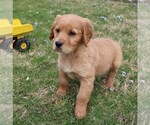 Small Photo #7 Golden Irish Puppy For Sale in JONES, MI, USA