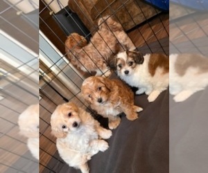 Poovanese Litter for sale in LOUISVILLE, KY, USA