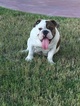 Small Photo #1 Bulldog Puppy For Sale in LA MIRADA, CA, USA