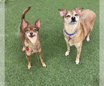 Small Chihuahua Mix
