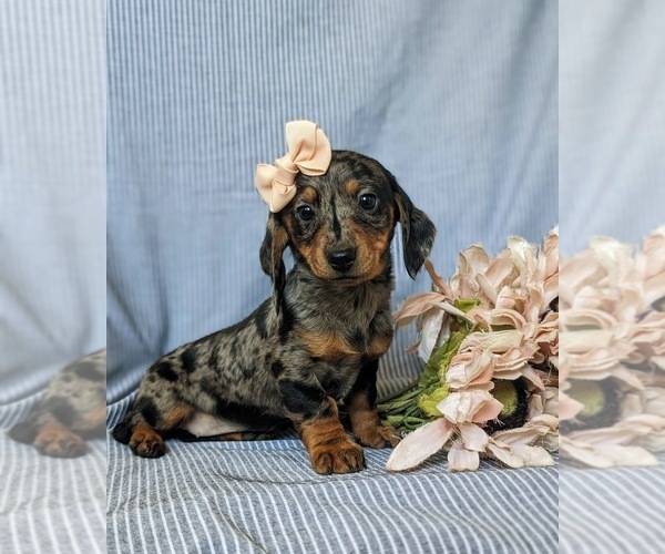 Medium Photo #4 Dachshund Puppy For Sale in LEOLA, PA, USA