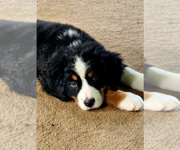 Medium Photo #32 Bernese Mountain Dog Puppy For Sale in SUPERIOR, WI, USA