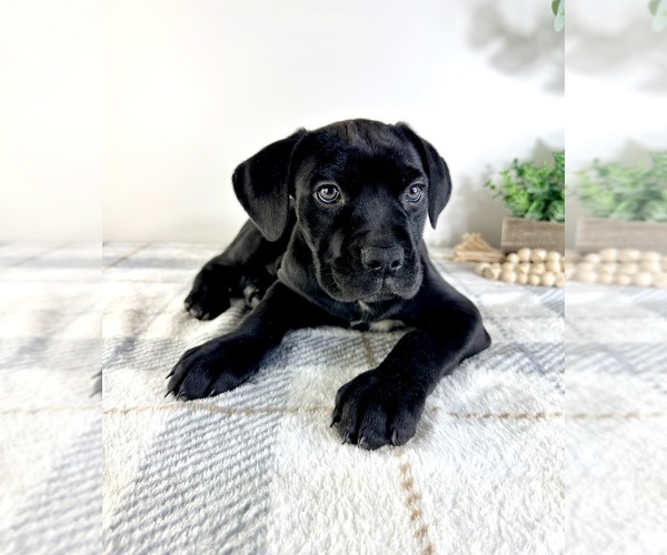 Medium Photo #3 Cane Corso Puppy For Sale in GREENFIELD, IN, USA