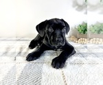 Small #2 Cane Corso