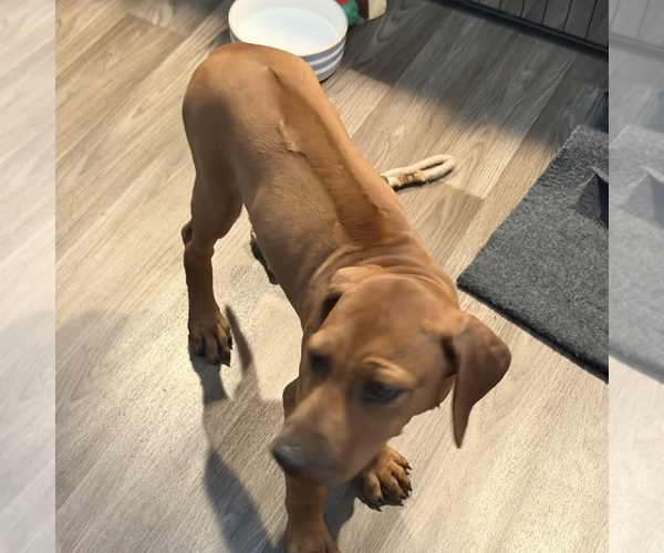 Medium Photo #12 Rhodesian Ridgeback Puppy For Sale in SURPRISE, AZ, USA