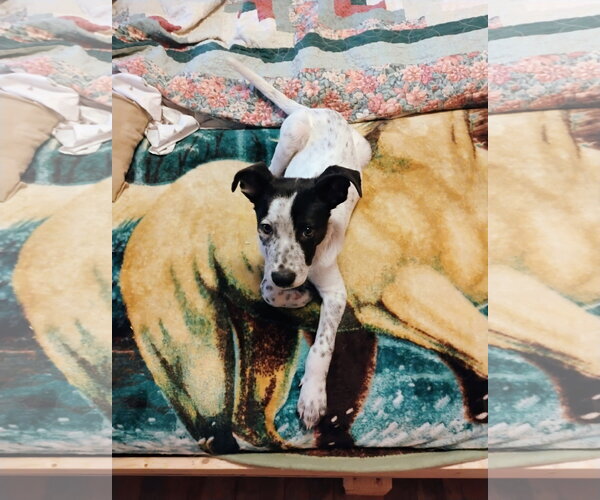 Medium Photo #2 Mutt Puppy For Sale in Polson, MT, USA