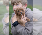 Small Photo #23 Goldendoodle (Miniature) Puppy For Sale in DENVER, PA, USA