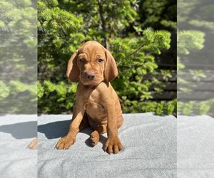 Vizsla Puppy for Sale in BROOKINGS, Oregon USA