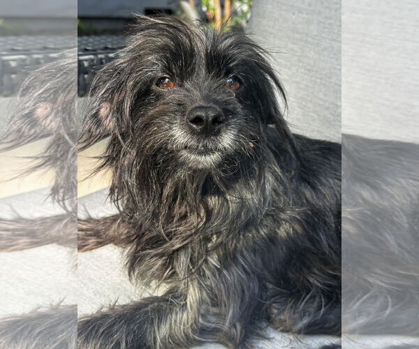 Medium Photo #2 Mutt Puppy For Sale in Newport Beach, CA, USA