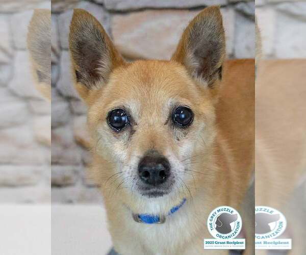 Medium Photo #1 Chihuahua-pomeranian spitz Mix Puppy For Sale in Kennesaw, GA, USA