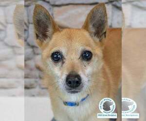 Chihuahua-pomeranian spitz Mix Dogs for adoption in Kennesaw, GA, USA