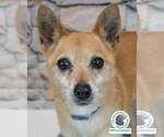 Small Chihuahua-pomeranian spitz Mix