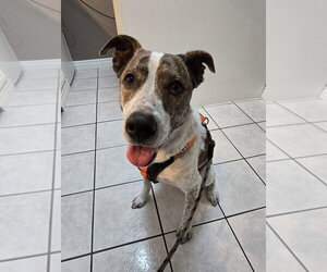 Piper FKA Alice - Female Siberian Husky-Unknown Mix Dog for Adoption - Photo #9