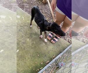 German Shepherd Dog-Unknown Mix Dogs for adoption in Sanford, FL, USA