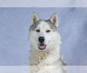 Siberian Husky Dogs for adoption in Pasadena, CA, USA