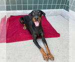 Small #2 Doberman Pinscher