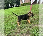 Puppy Dusty Beagle