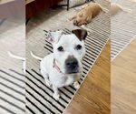 Small #30 Dogo Argentino-Labrador Retriever Mix