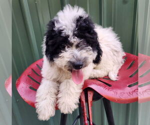 Medium Maltese