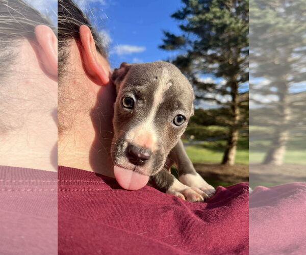 Medium Photo #2 American Pit Bull Terrier-Unknown Mix Puppy For Sale in Derwood, MD, USA