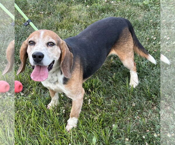Medium Photo #2 Bagle Hound Puppy For Sale in Batavia, OH, USA