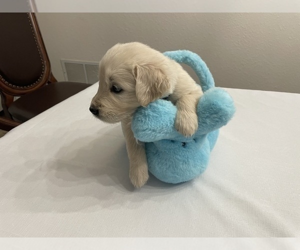 Medium Photo #16 Golden Retriever Puppy For Sale in MCKINNEY, TX, USA