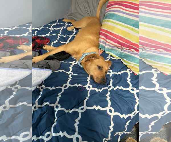 Medium Photo #4 American Pit Bull Terrier-Unknown Mix Puppy For Sale in Binghamton, NY, USA