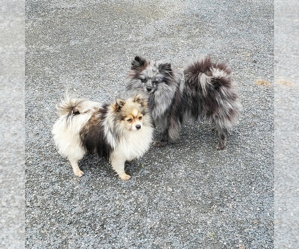 Medium Photo #1 Pomeranian Puppy For Sale in SAINT PAUL, MN, USA