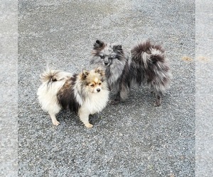 Father of the Pomeranian puppies born on 04/25/2026